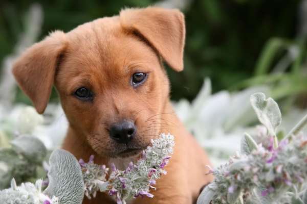 Photo de chiot