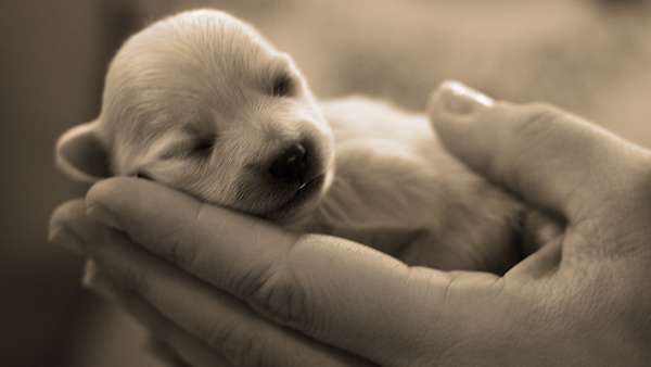 Photo de chiot