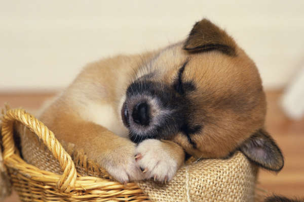 Photo de chiot