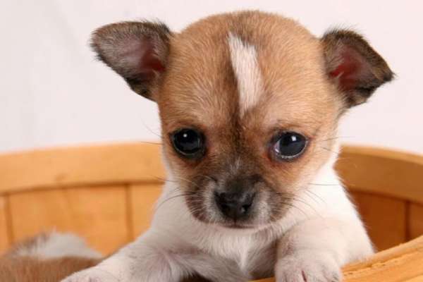 Photo de chiot