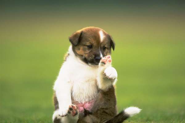 Photo de chiot