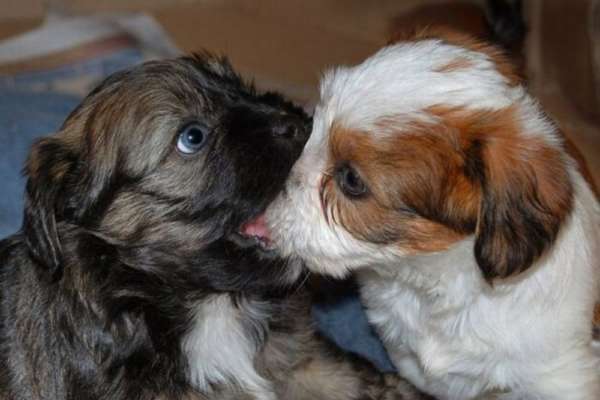 Photo de chiot
