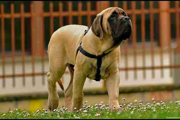 Le mastiff