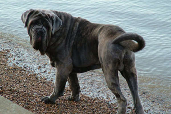 chien de grande taille : Le Mâtin Napolitain