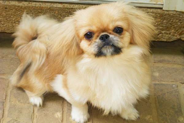 Pekinois chien très difficile à éduquer