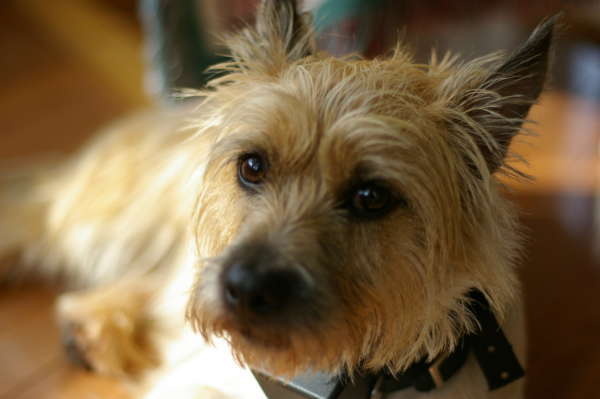 Terrier cairn chien pour la famille