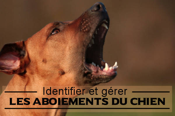 identifier et gérer les aboiements de chien