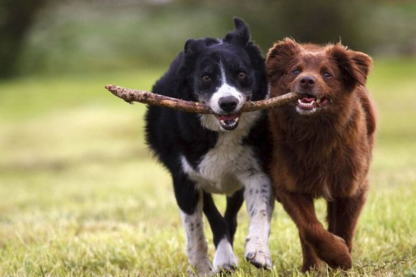 deux chiens jouent ensemble
