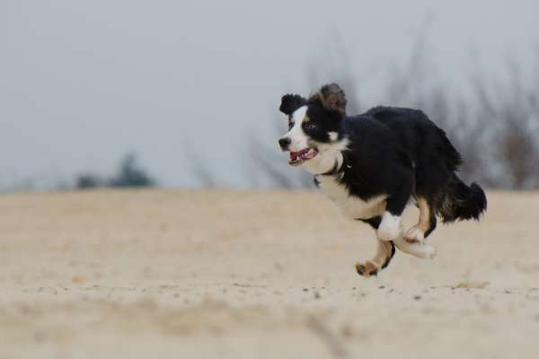 l'activité physique aide à l'amaigrissement du chien