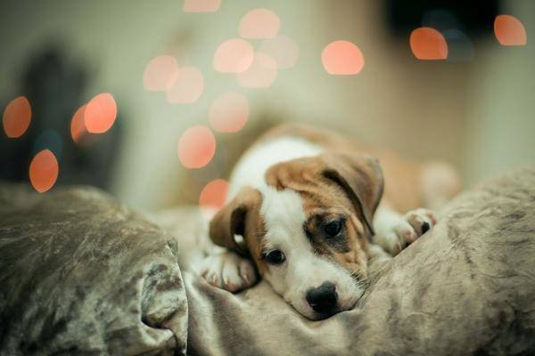 adopter un chien