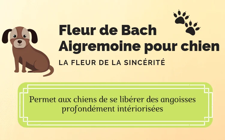 Fleur de bach aigremoine pour libérer les angoisses du chien