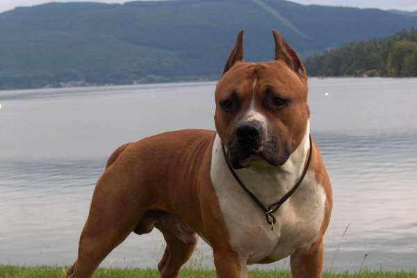 american staffordshire terrier