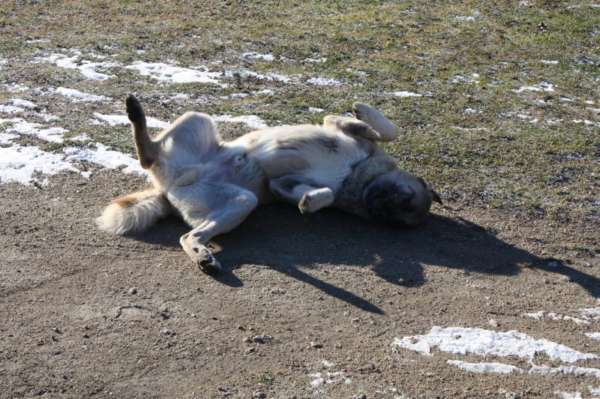 chien qui faire une roulade