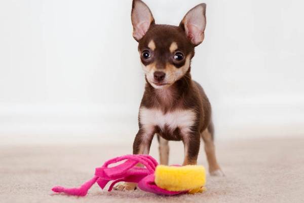 Petit chien lâche son jouet