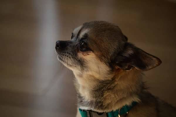 apprendre au chien à gérer la solitude pendant l'absence du maître