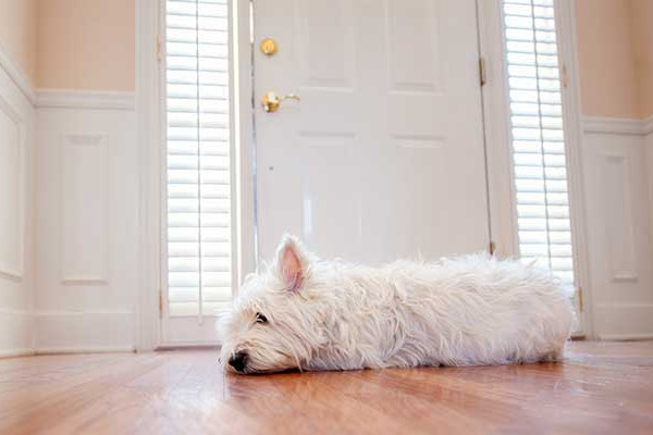 chien derrière la porte