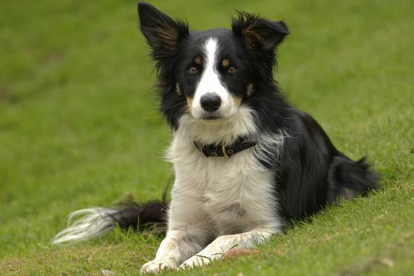 apprend à son chien l'ordre couché