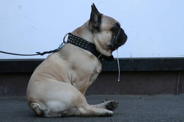 Apprendre au chien le assis