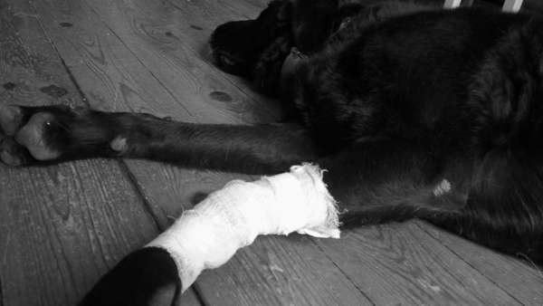 Arrêter les saignements de son chien et faire un bandage
