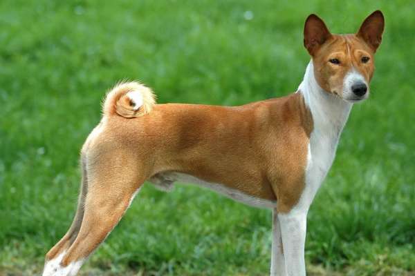 basenji chien moins intelligent