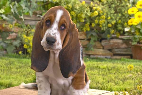 Basset Hound chien pour la famille