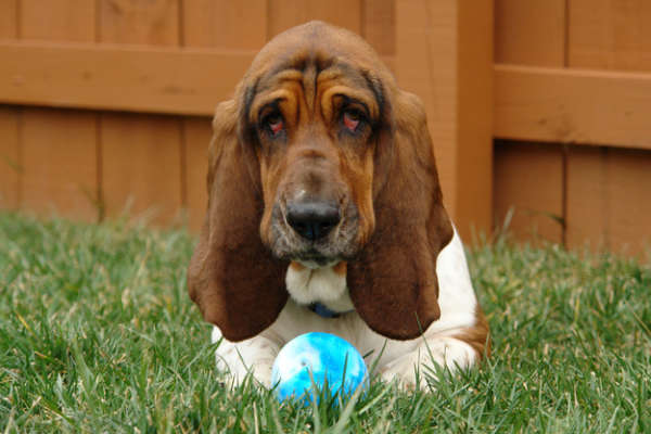 basset-hound