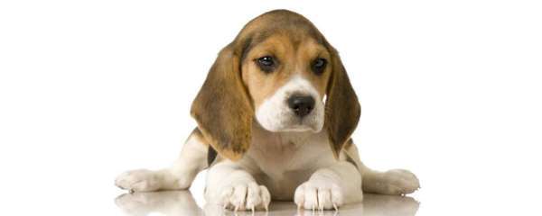 Beagle chien pour la famille