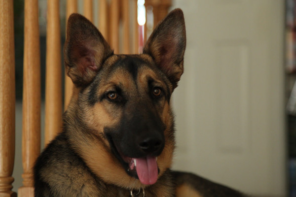 Le berger allemand un chien polyvalent