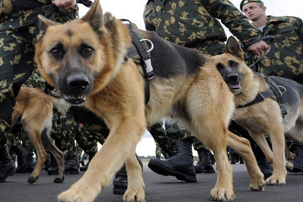 berger allemand un chien militaire
