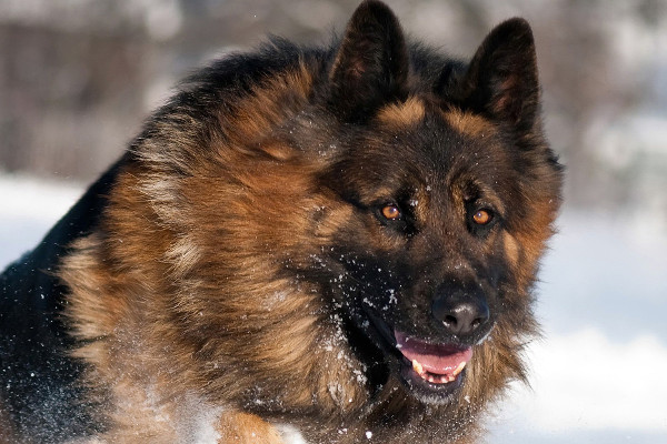 berger allemand en train de courir dans la neige