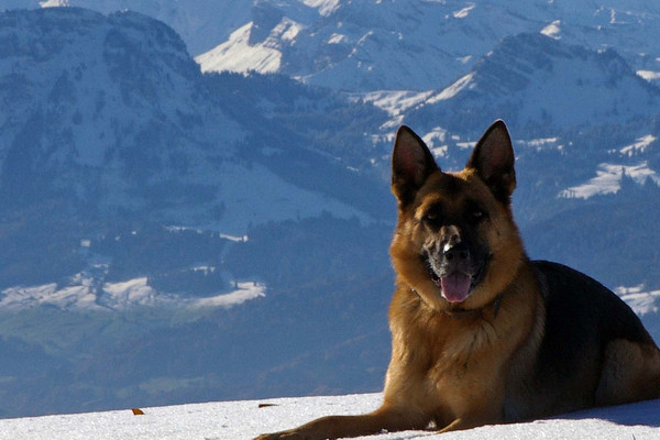Le berger allemand, un chien au caractère loyal envers son maitre