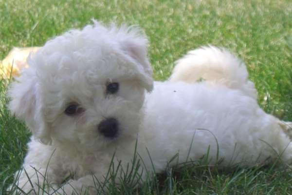 Bichon Frisé chien pour la famille