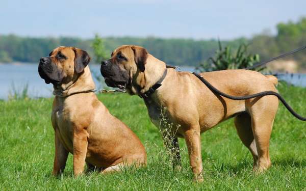 boerbull