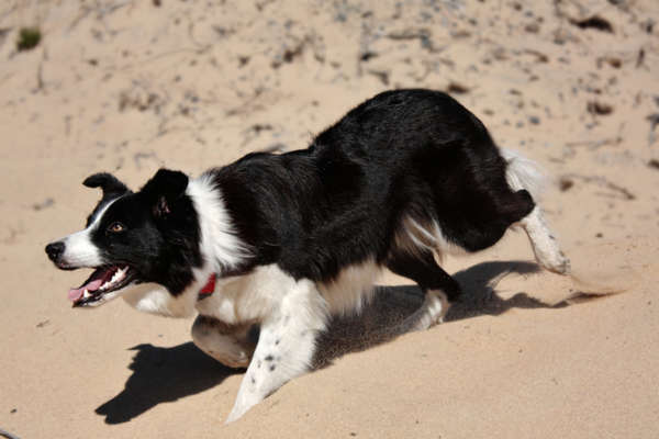 Border Collie chien pour la famille