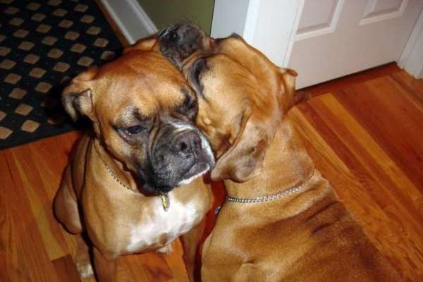 Boxer Chien pour la famille