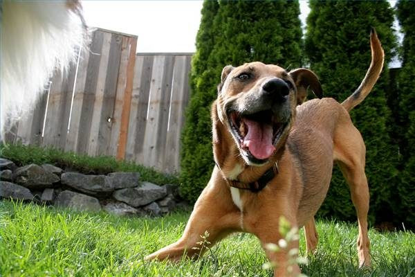 canaliser l'hyperactivité de son chien