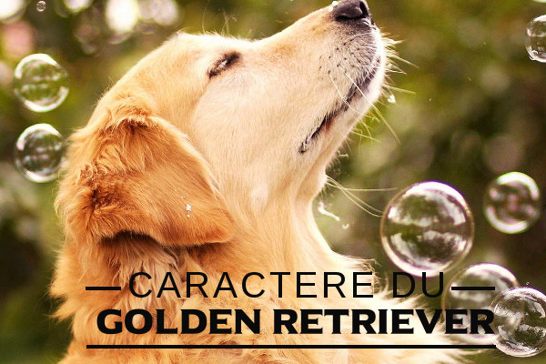 Illustration de l\'caractere du-Golden retriever