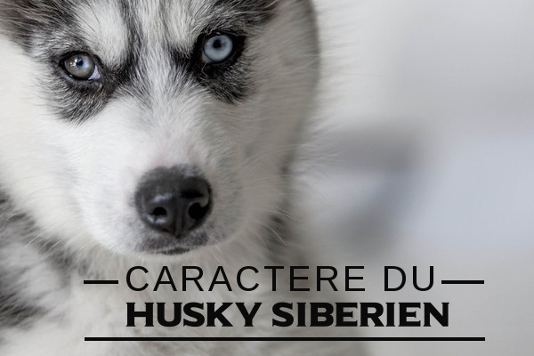 Illustration de l\'caractere du-Husky sibérien