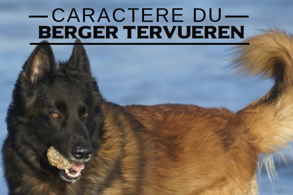 Illustration de l\'caractere du-Berger belge tervueren