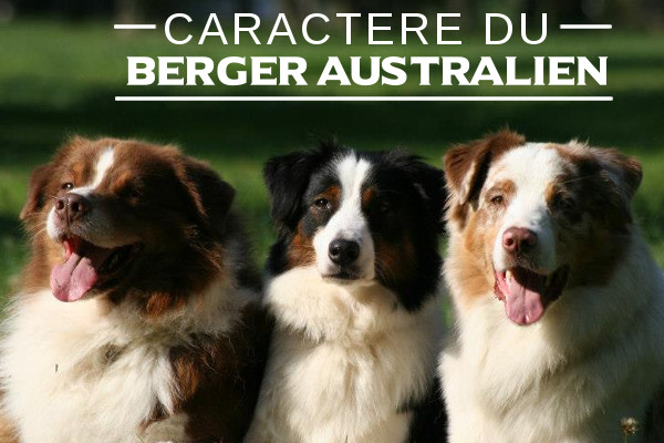 Illustration de l\'caractere du-Berger australien