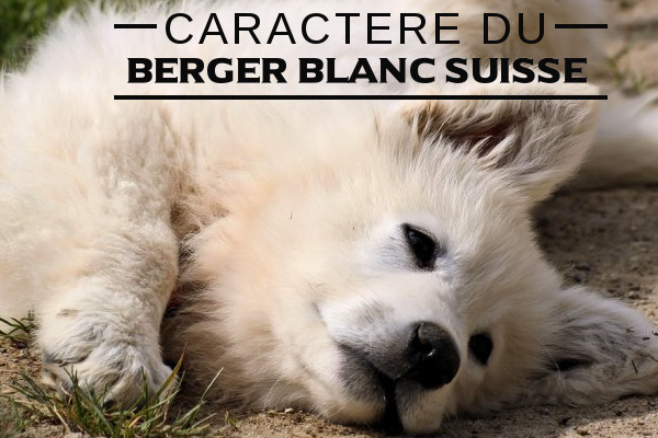 Illustration de l\'caractere du-Berger blanc suisse