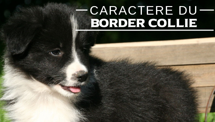 Illustration de l\'caractere du-Border collie