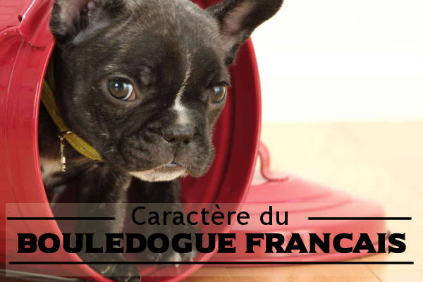 Illustration de l\'caractere du-Bouledogue français