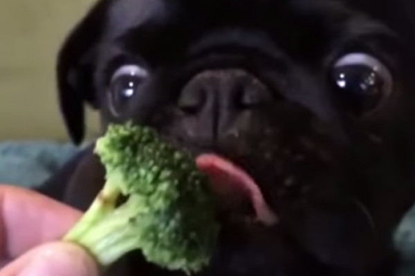 Carlin noir adore les brocolis