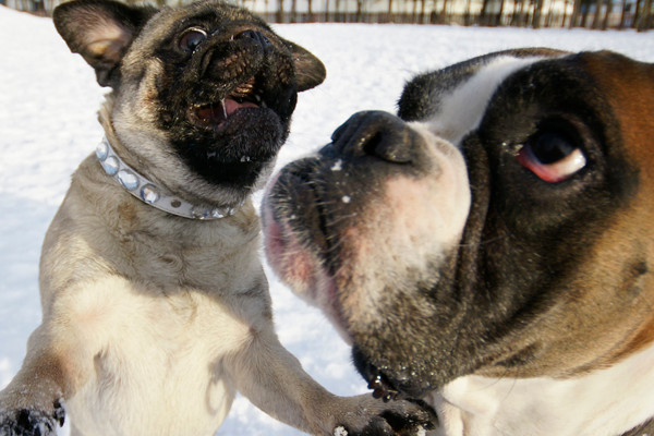 Carlin qui s'amuse avec un boxer