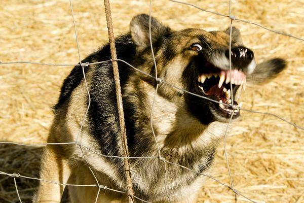 chien agressif