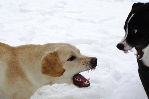 Chien qui grogne face à un autre chien