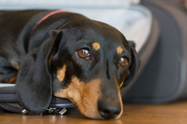 chien anxieux peut devenir destructeur