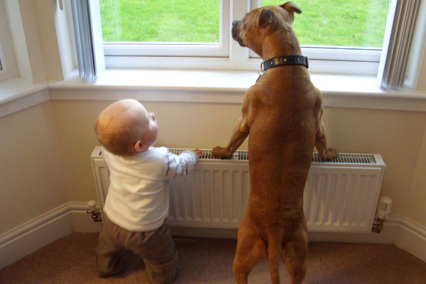 un chien et un bébé regarde par la fenetre