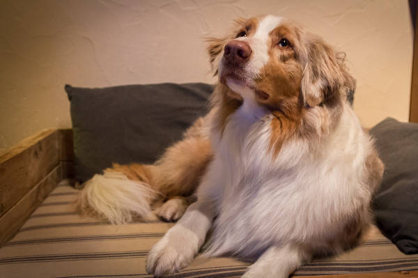 appprendre au chien à rester au panier